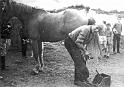J Caseys father shoeing horse